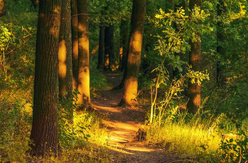 Среди дубов. фото превью