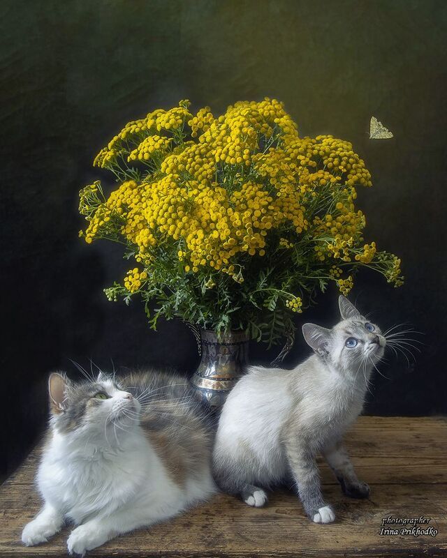 животные, котонатюрморт, кошки, котята, питомцы, букет пижмы Любопытство во всех проявлениях фото превью