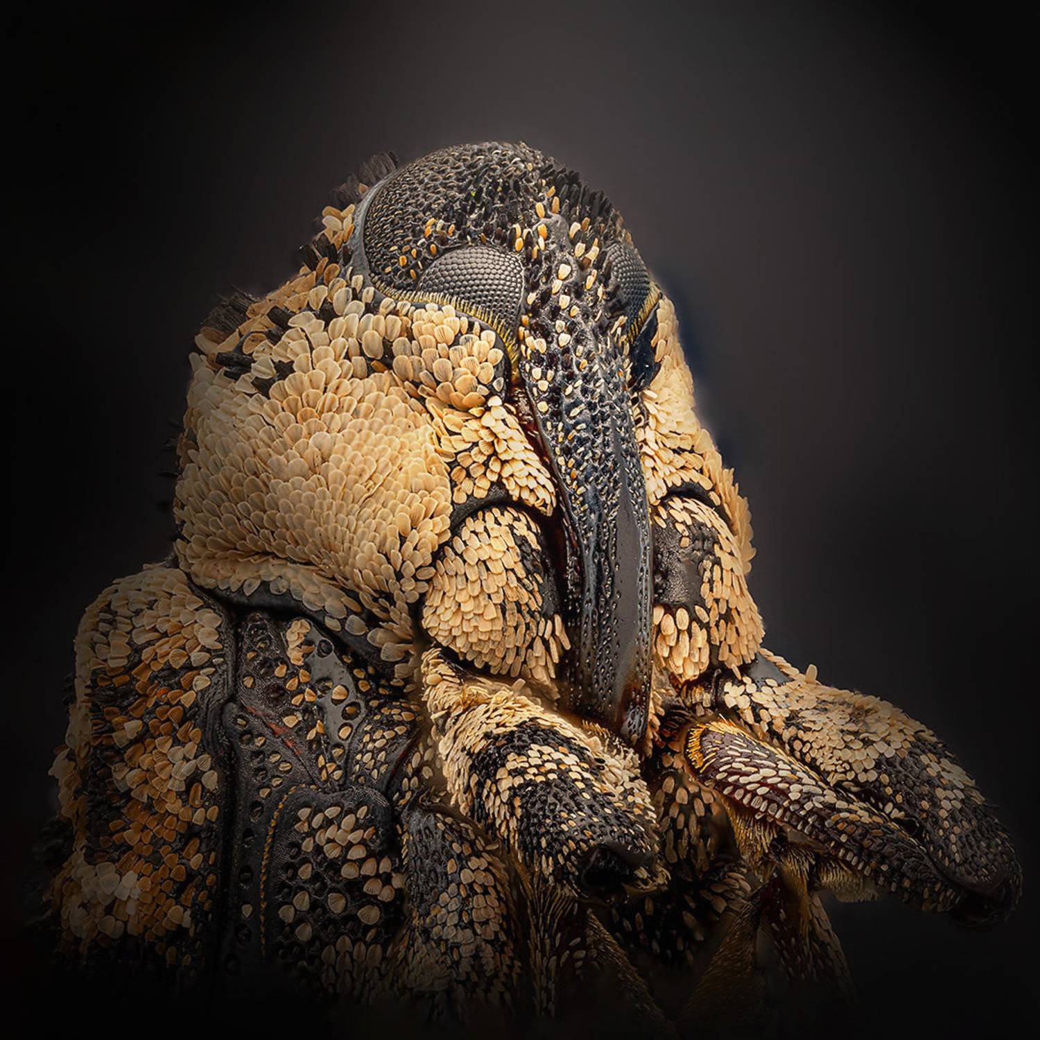 coleoptera, curculionidae, cryptorhynchus lapathi, скрытохоботник ольховый, Kavaliauskas Eugenijus