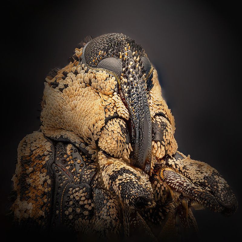 coleoptera, curculionidae, cryptorhynchus lapathi, скрытохоботник ольховый Главнюк фото превью