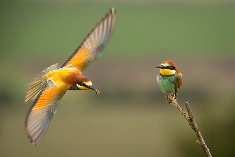 Bee-eater фото превью