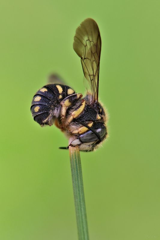 пчела #пчела1 фото превью