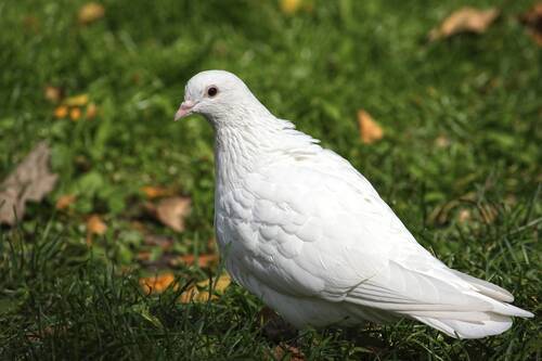 Белый сизый голубь