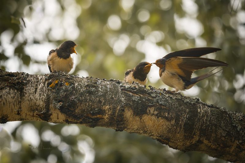 природа, лес, поля, огороды, животные, птицы, макро Мамуля прилетела фото превью