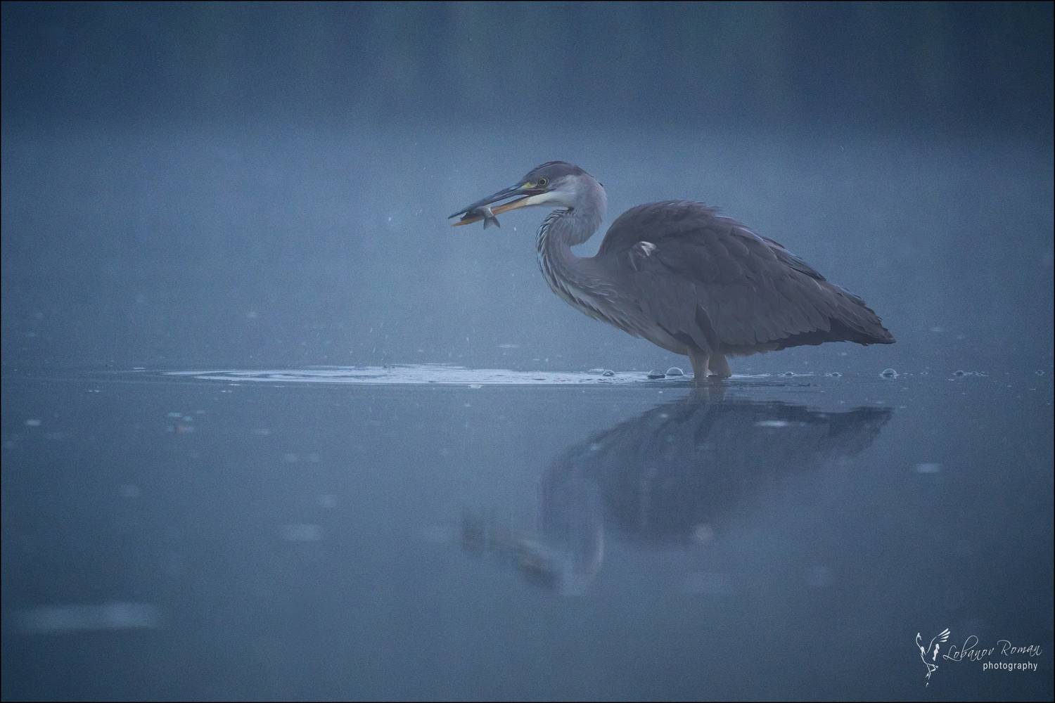 , Лобанов Роман