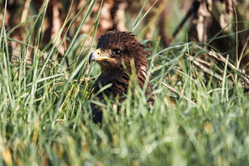 Сытый и довольный фото превью