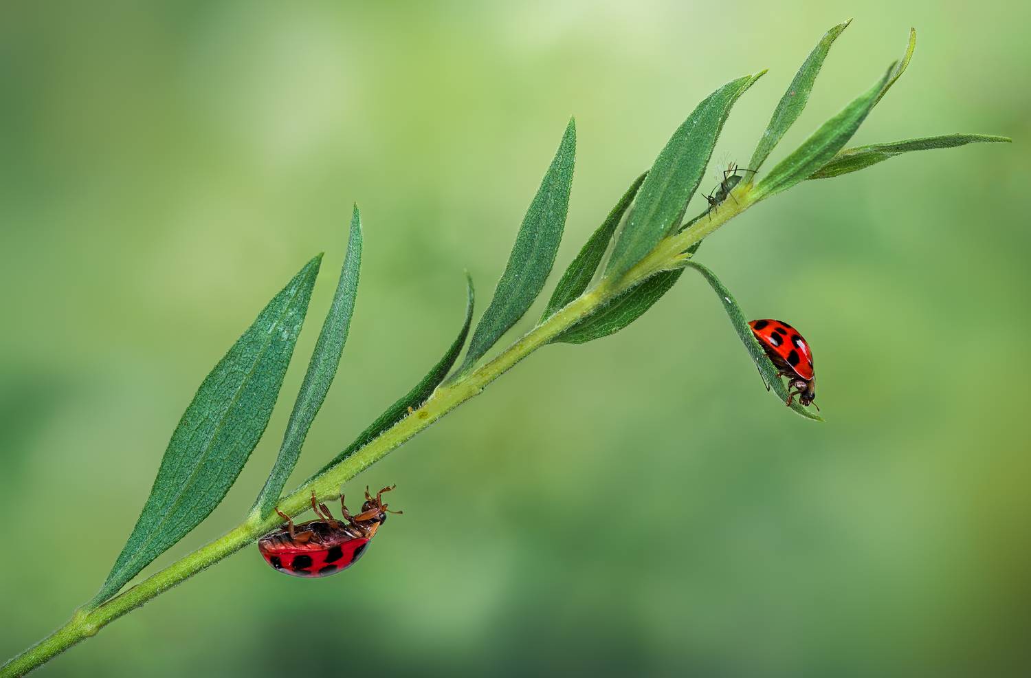 ladybug, beetle, insect, flower, macro, bugs, ladybird,, Atul Saluja