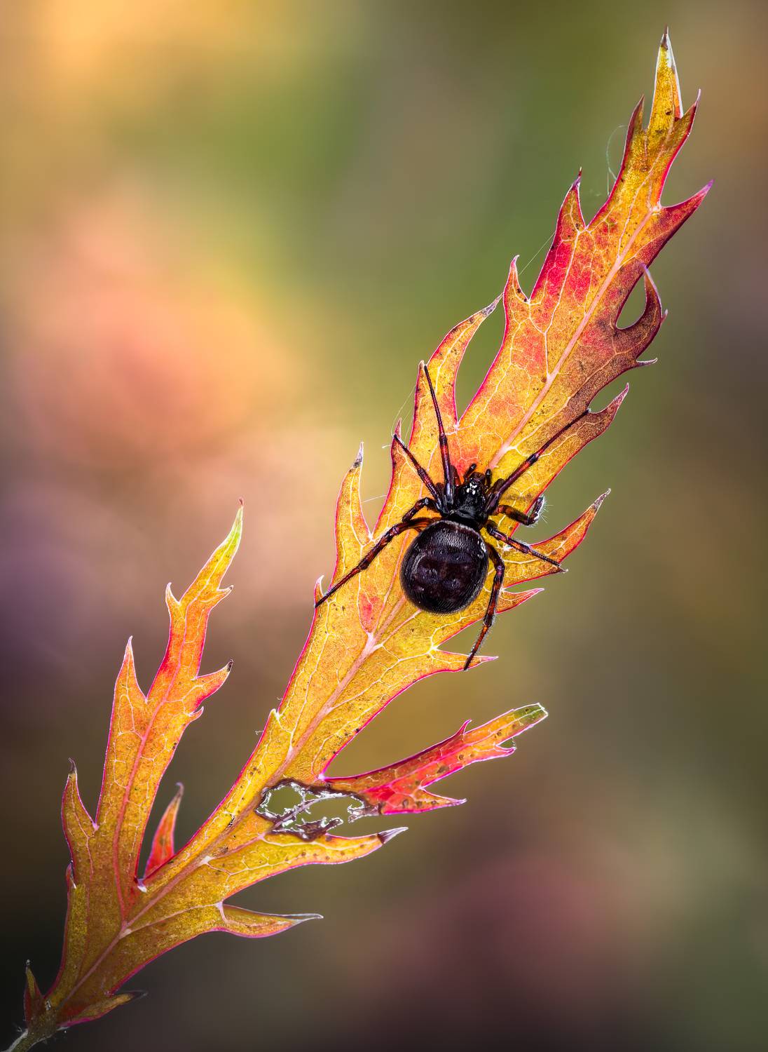 spider, animal, wild, insect, arachnid, leaf, macro,, Atul Saluja