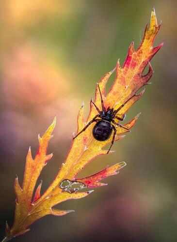 Creepy crawler up your spine