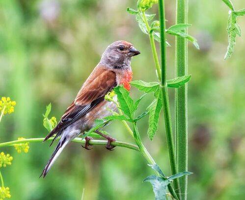 Коноплянки..