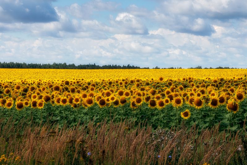 пейзаж, пастораль, природа, сельское хозяйство, подсолнухи Подсолнухи фото превью