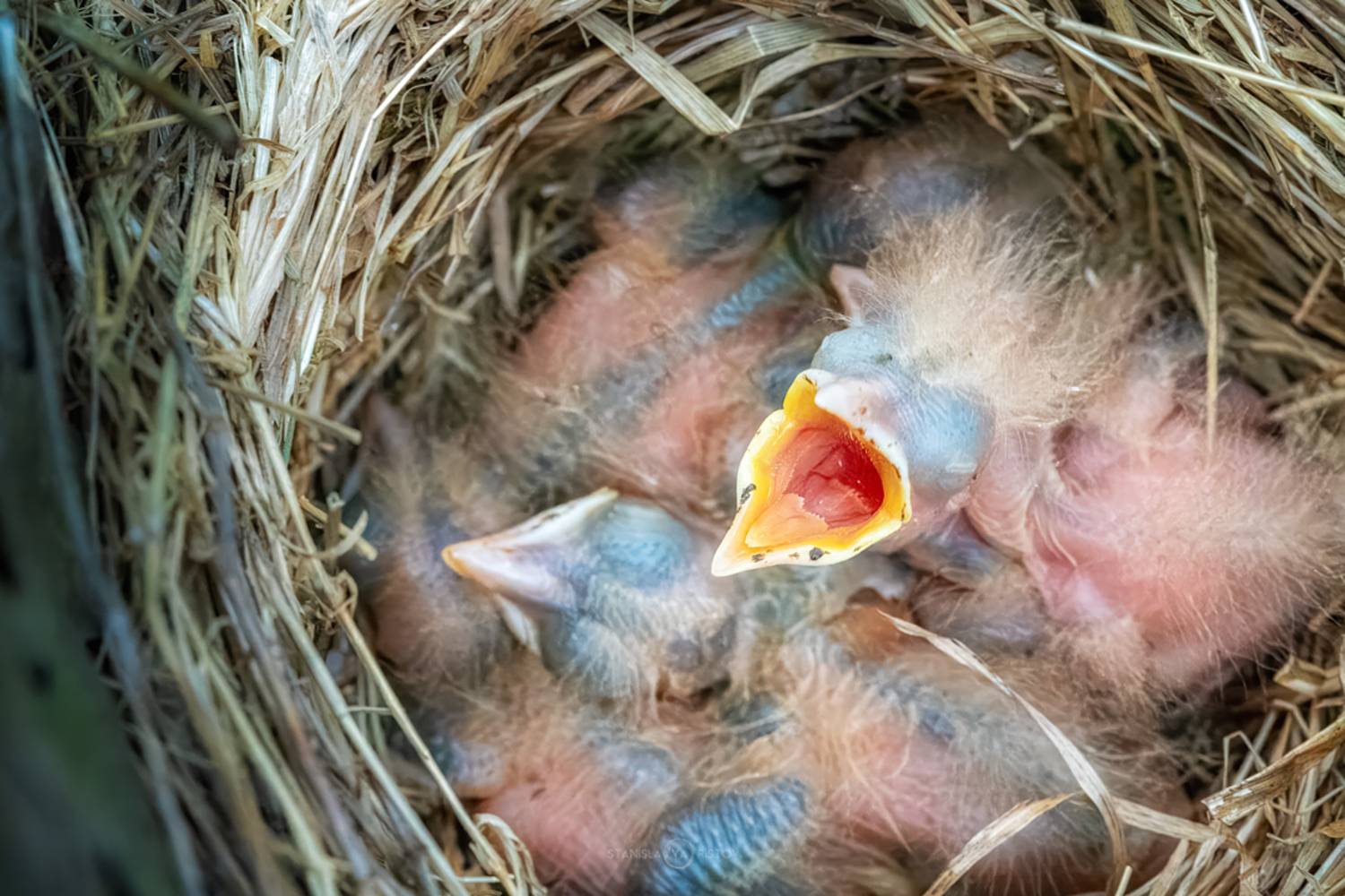 , Станислав Аристов