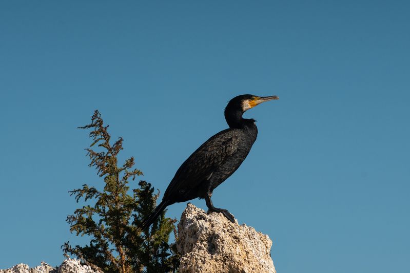 Phalacrocorax carbo фото превью