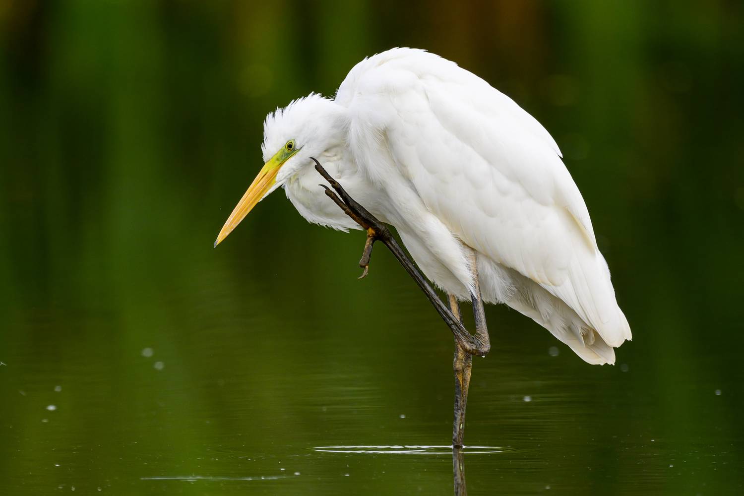 , Пупонин Сергей