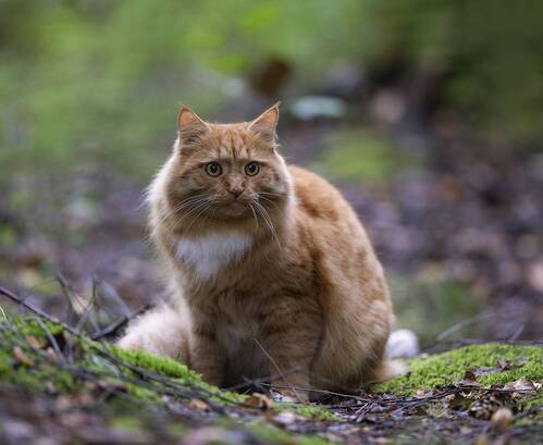 Рыжий охотник