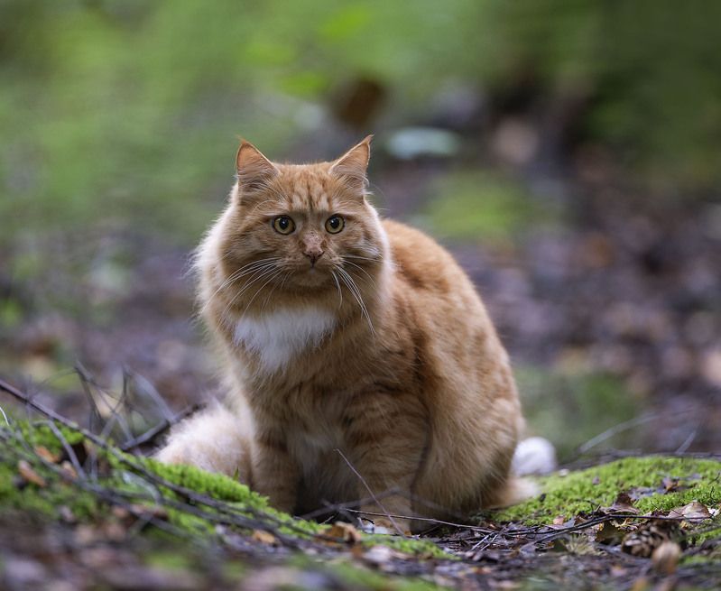 Рыжий охотник фото превью