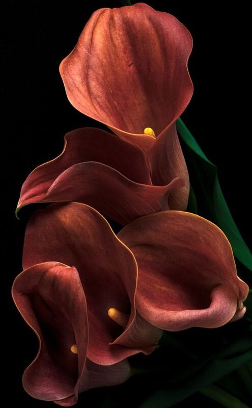 Каллы фото превью