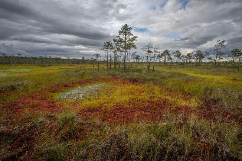 болота, болталенобласти, ленобласть Дыхание осени на болотах Ленобласти фото превью