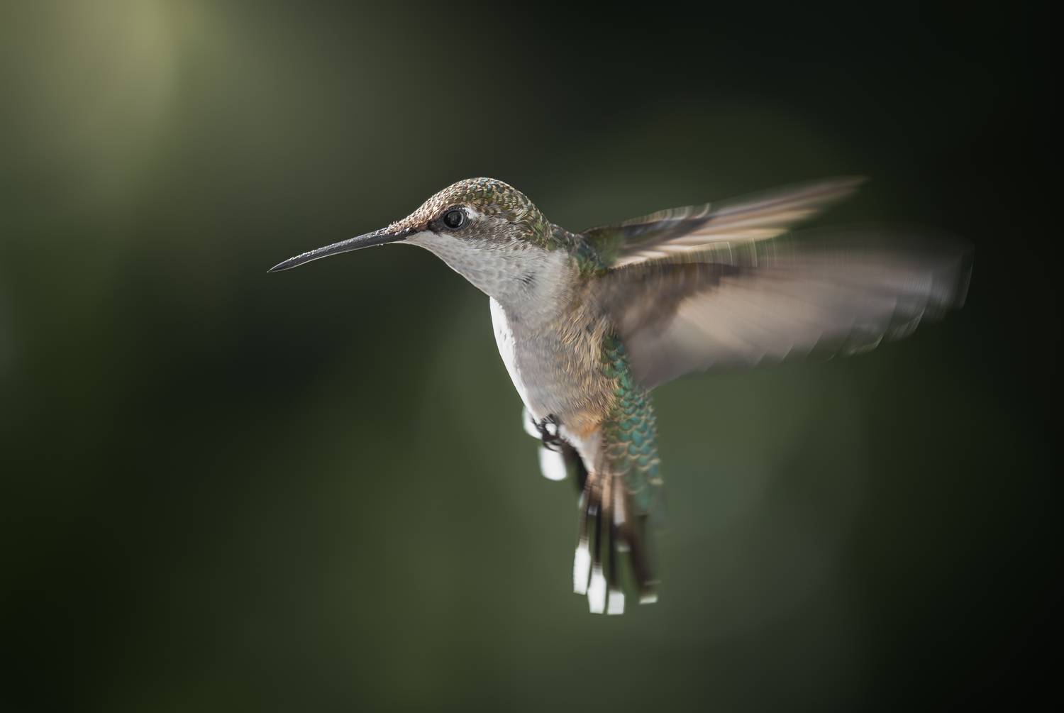 bird, humming, hummingbird, hummingbirds, hummer, rufous, nature, animals, wild, action, dynamic, Atul Saluja