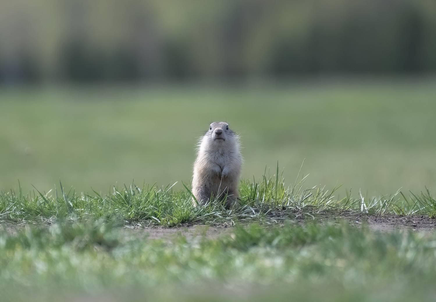 суслик, малыш, лето,красноярск, Марина Фомина