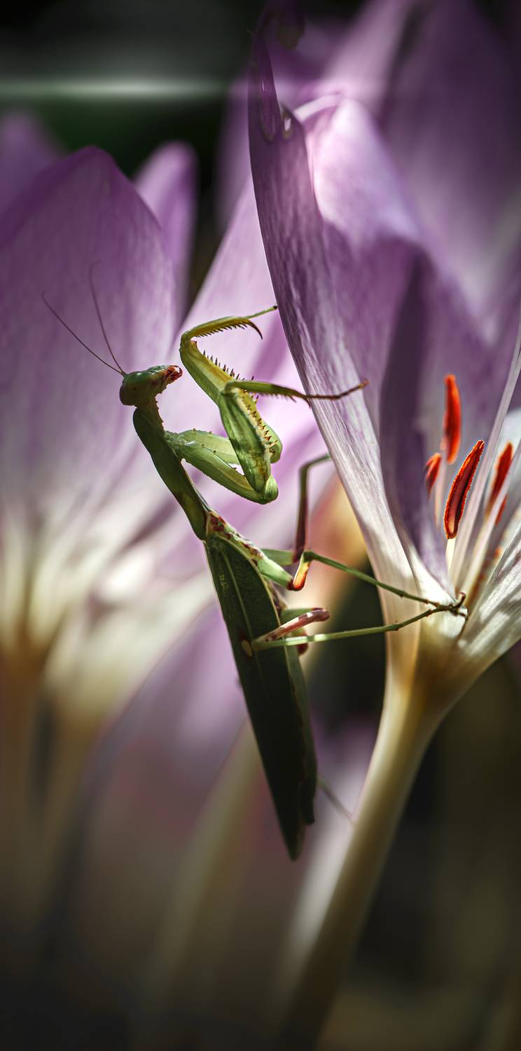 , Неля Рачкова