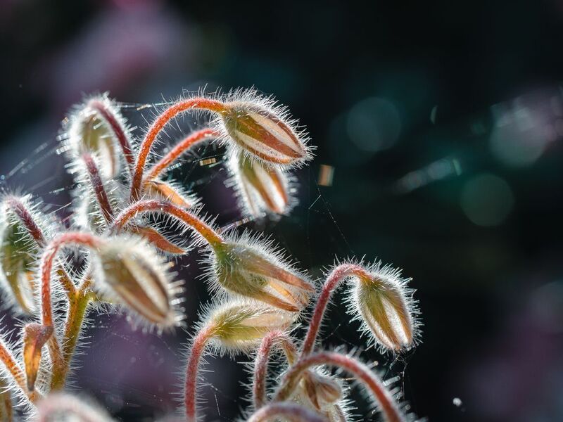 Хищник фото превью