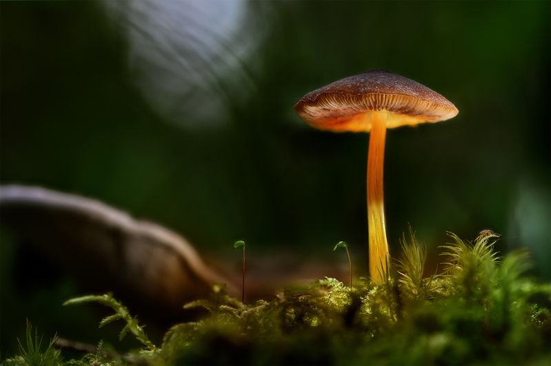 Волшебный свет фото превью