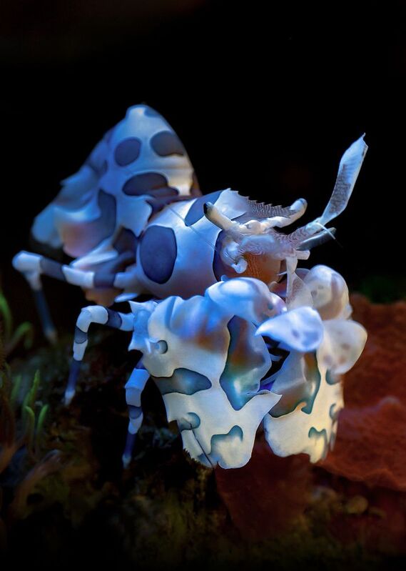 Креветка - арлекин. фото превью