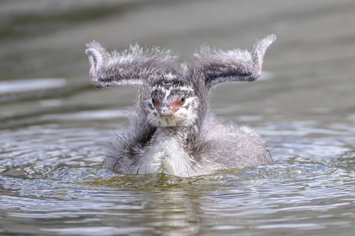 красношейная поганка, птицы, поганка, птенцы, Ruslan Pl