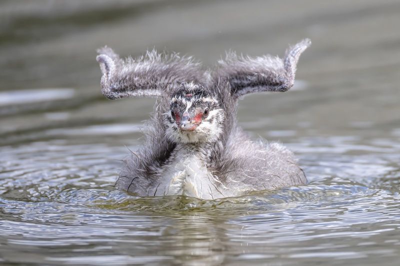 красношейная поганка, птицы, поганка, птенцы Красношейная поганка фото превью