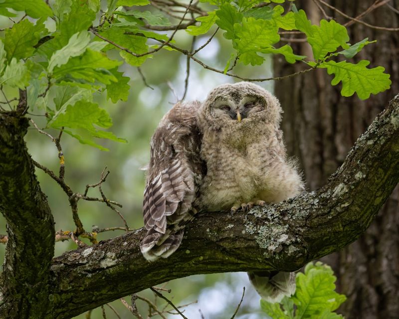 сова, совенок, уральская неясыть, птицы, неясыть, длиннохвостая неясыть  фото превью