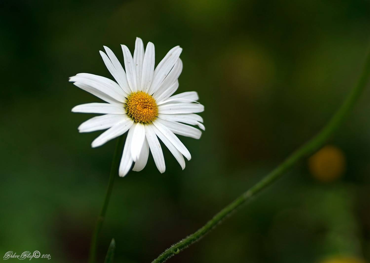 , Орлов Олег