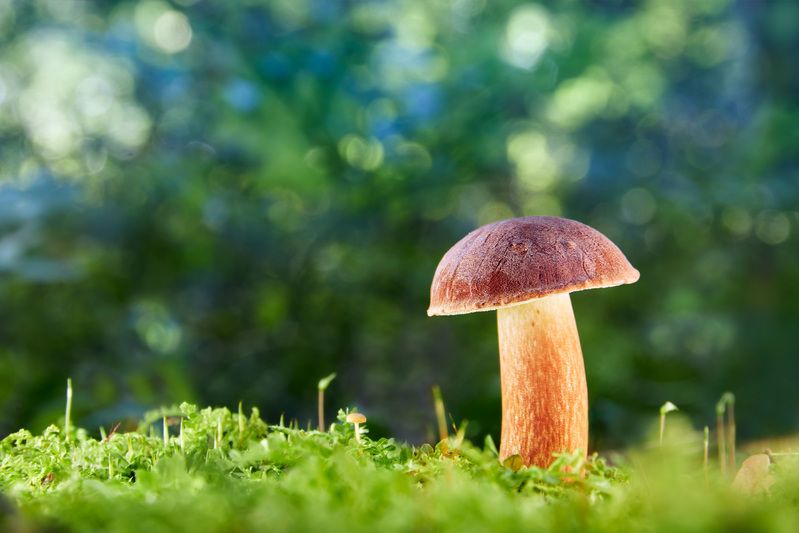 Грибок фото превью