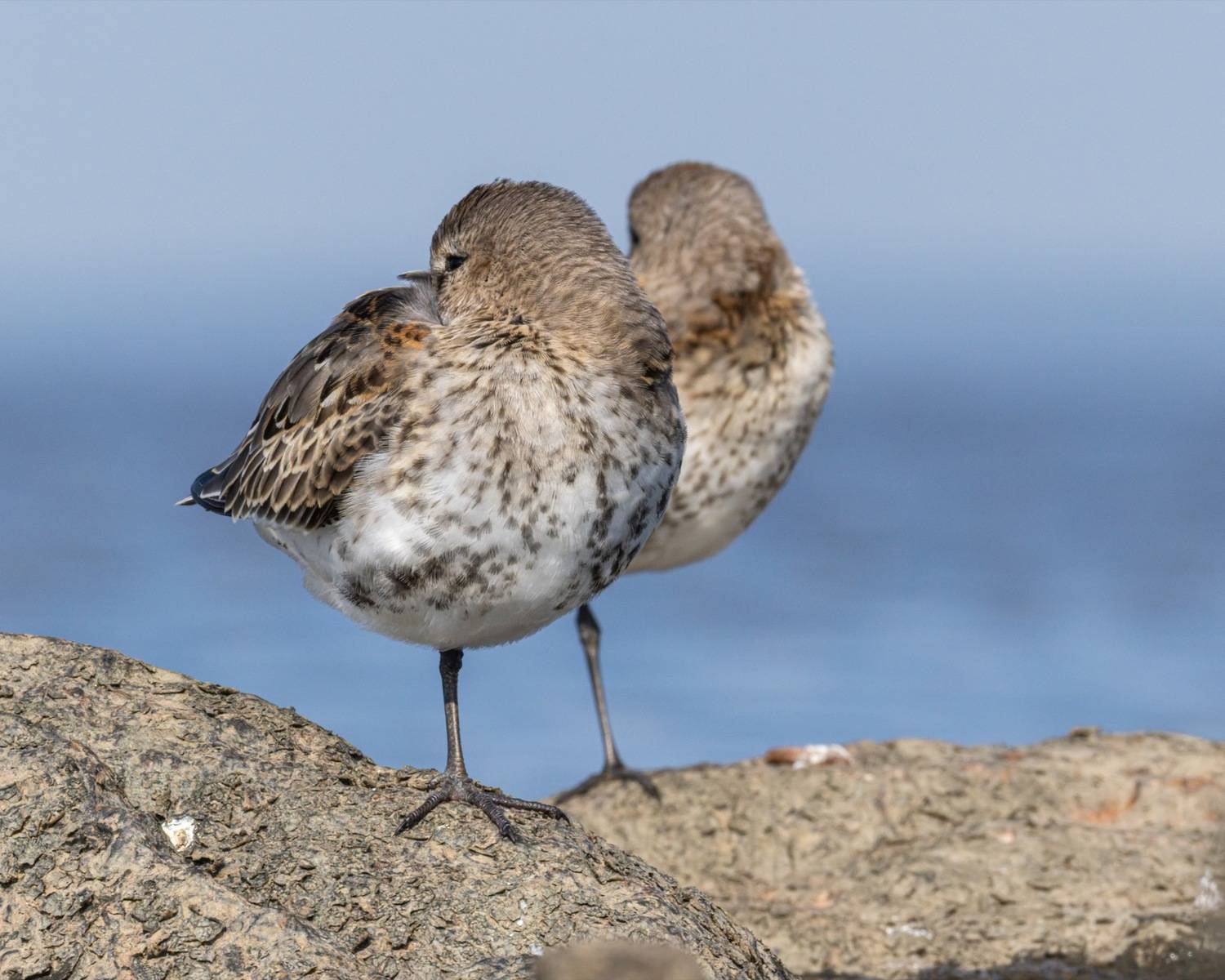 кулик, чернозобик, птицы, Ruslan Pl