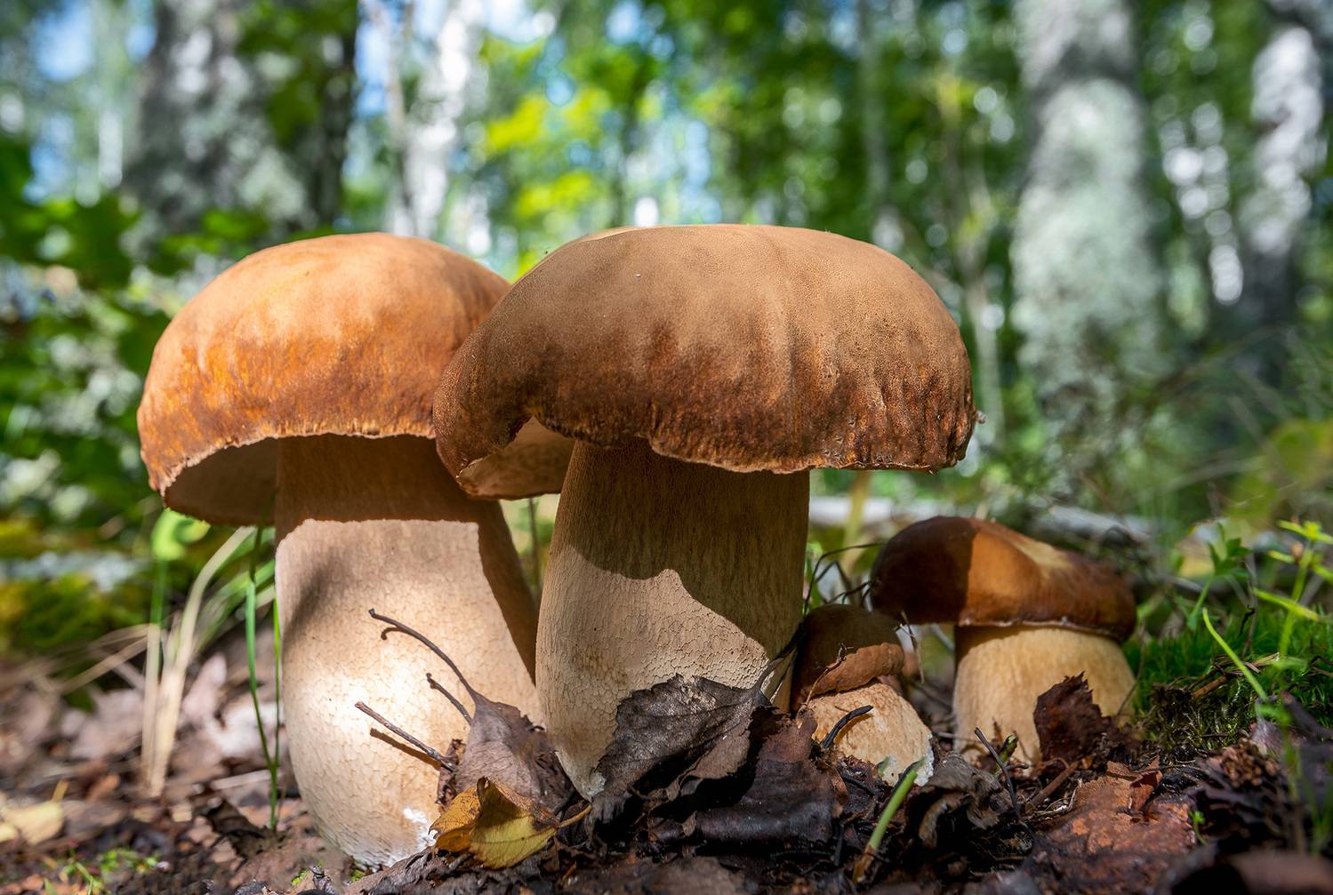 осень сентябрь лес грибы, Владислав Никишин