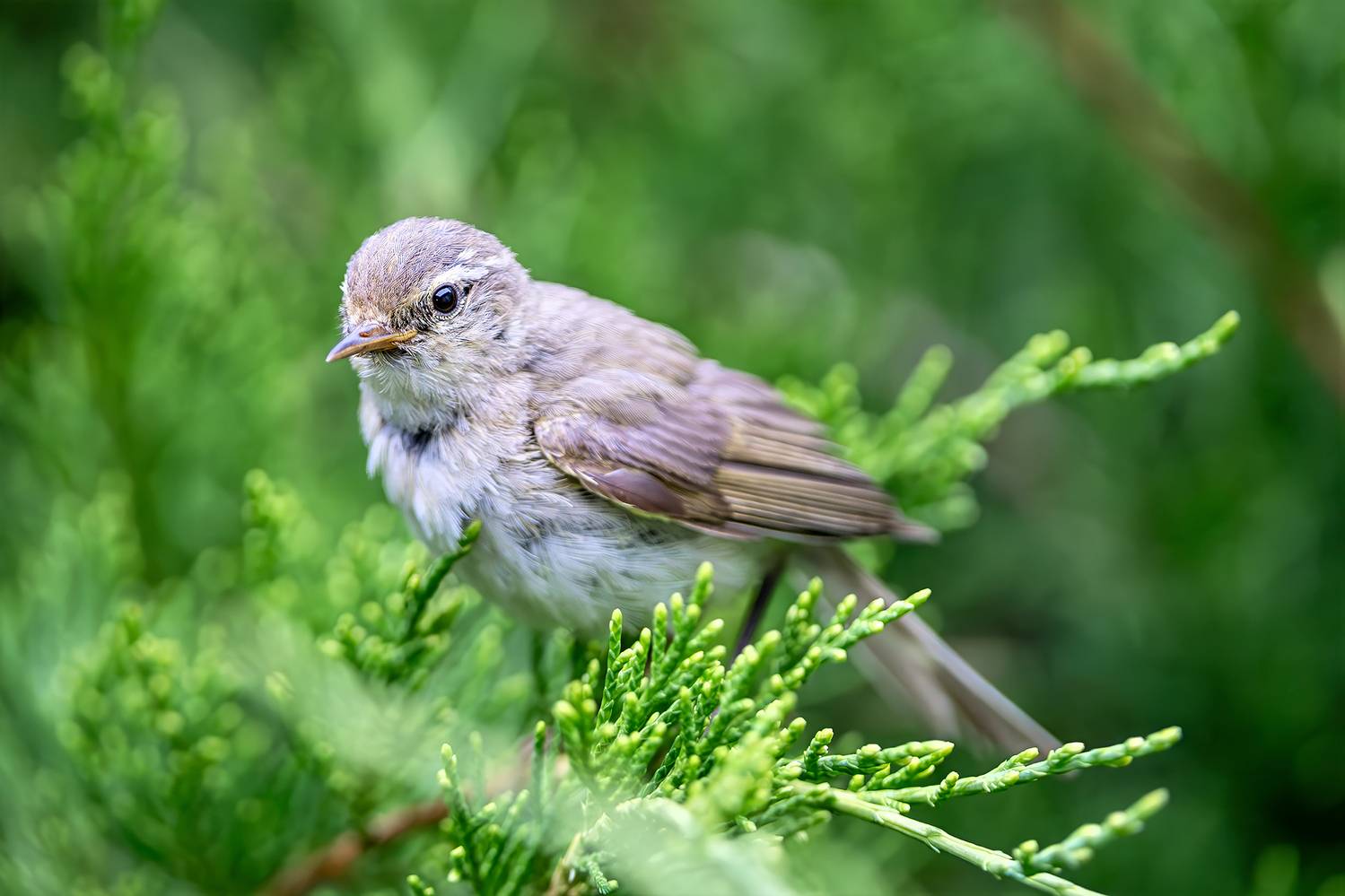 , Молодкин Дмитрий
