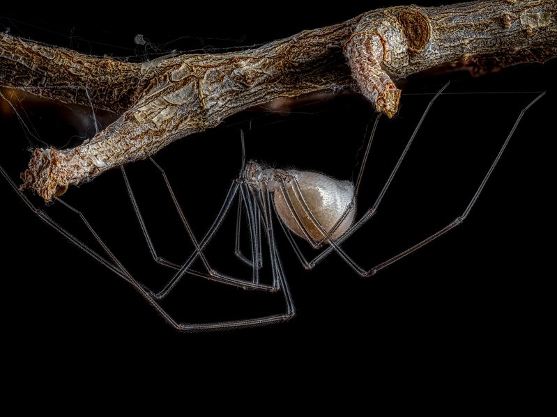 Фаланговидный фолькус. фото превью