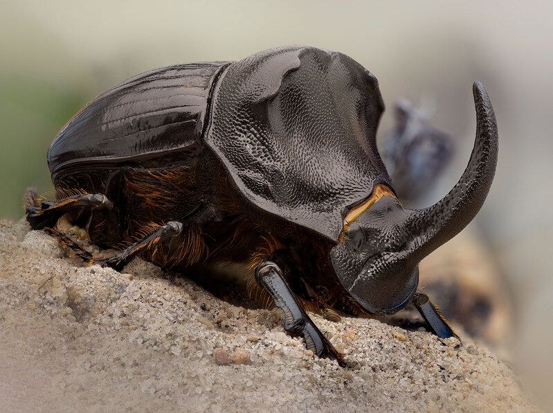 coleoptera, scarabaeidae, copris hispanus Трудяга фото превью