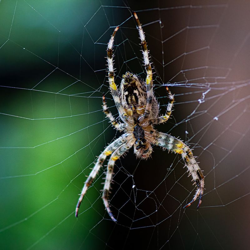 Один день из жизни пауков фото превью