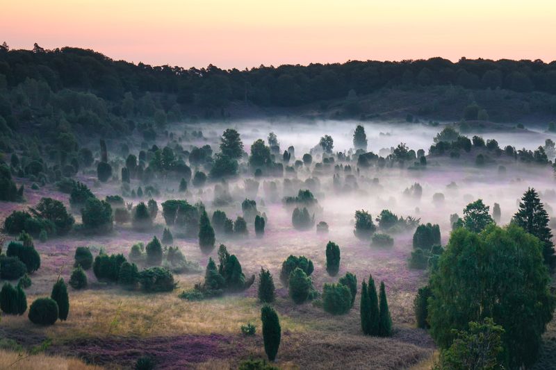 Lüneburg Heath, Germany фото превью