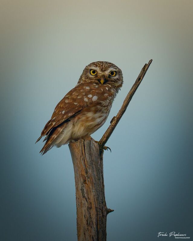 Домовый сыч фото превью