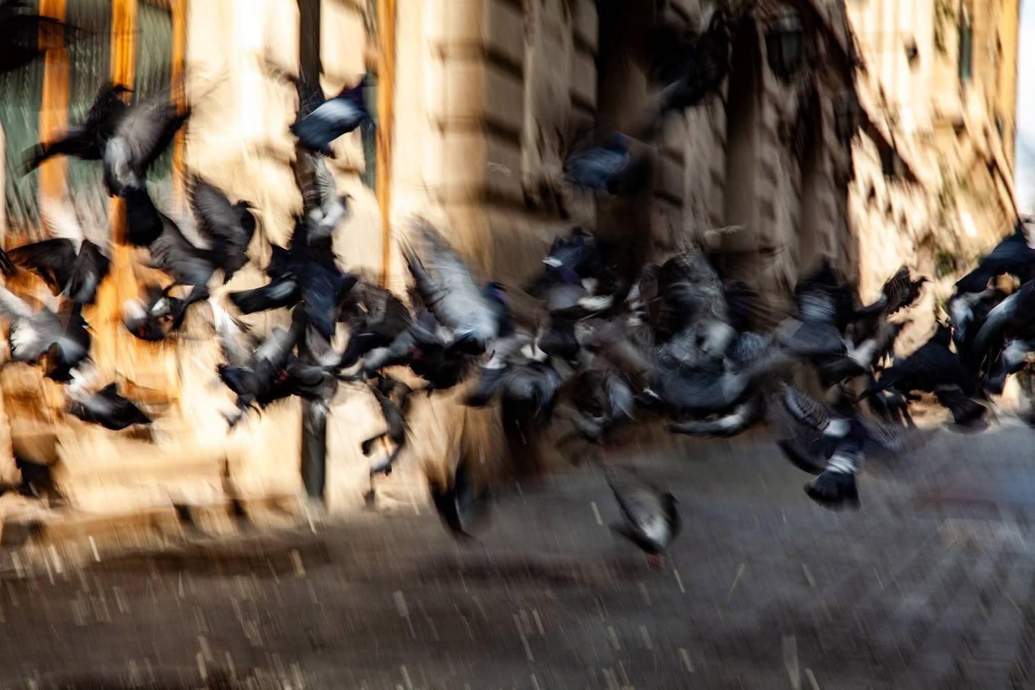 streetphotography, street, fotograf&iacute;a callejera, bastian cifuentes araya, periodista furioso, streetphoto, street photo, street photography, dove, doves,, Cifuentes Araya Basti&aacute;n