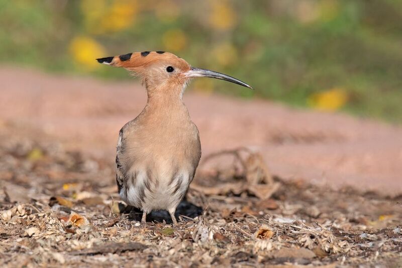 *Во всей своей красе... фото превью