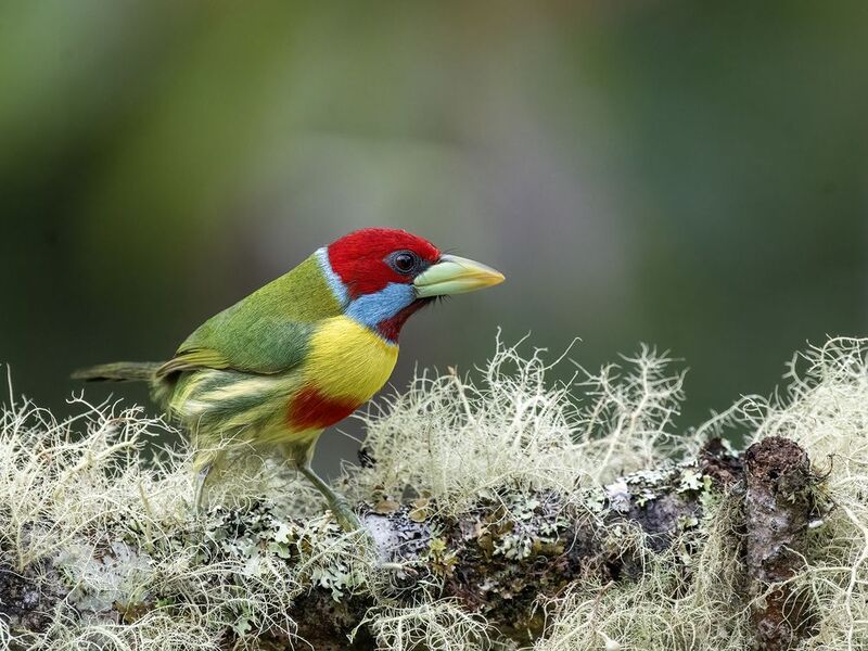 Versicolored Barbet фото превью