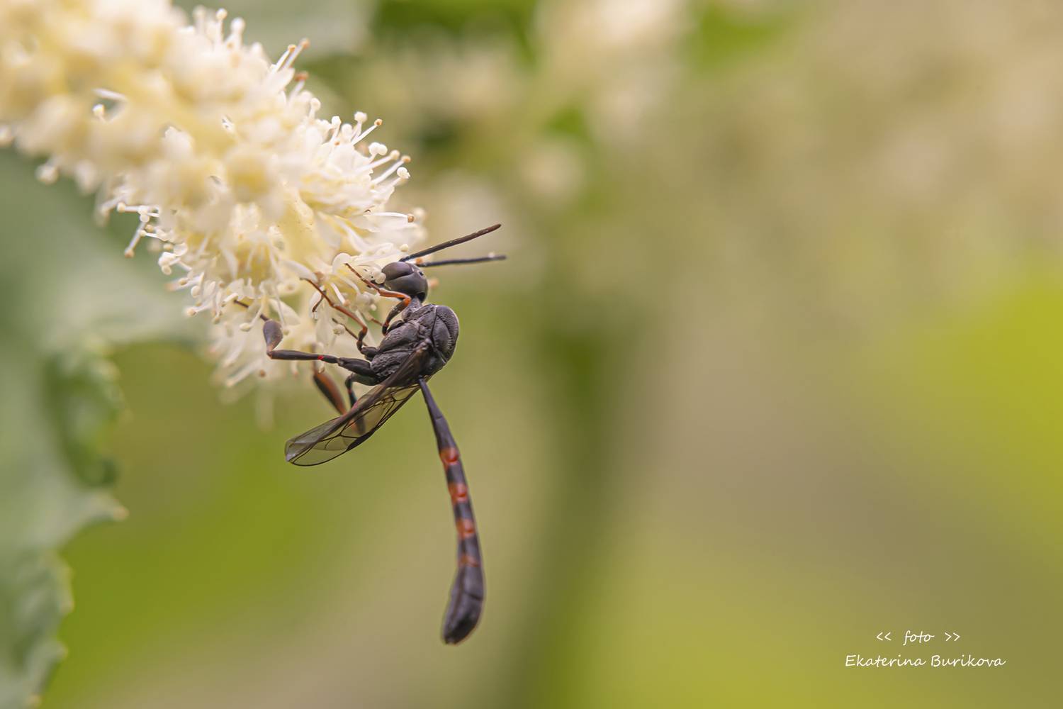 , Бурикова Екатерина