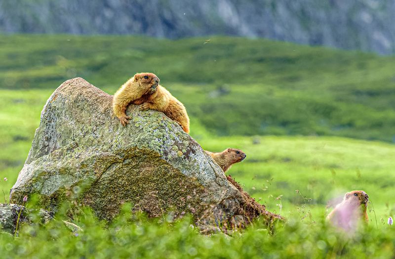 Семья. фото превью
