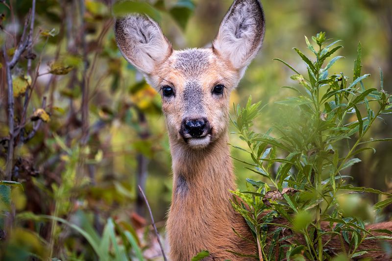 Самка косули фото превью