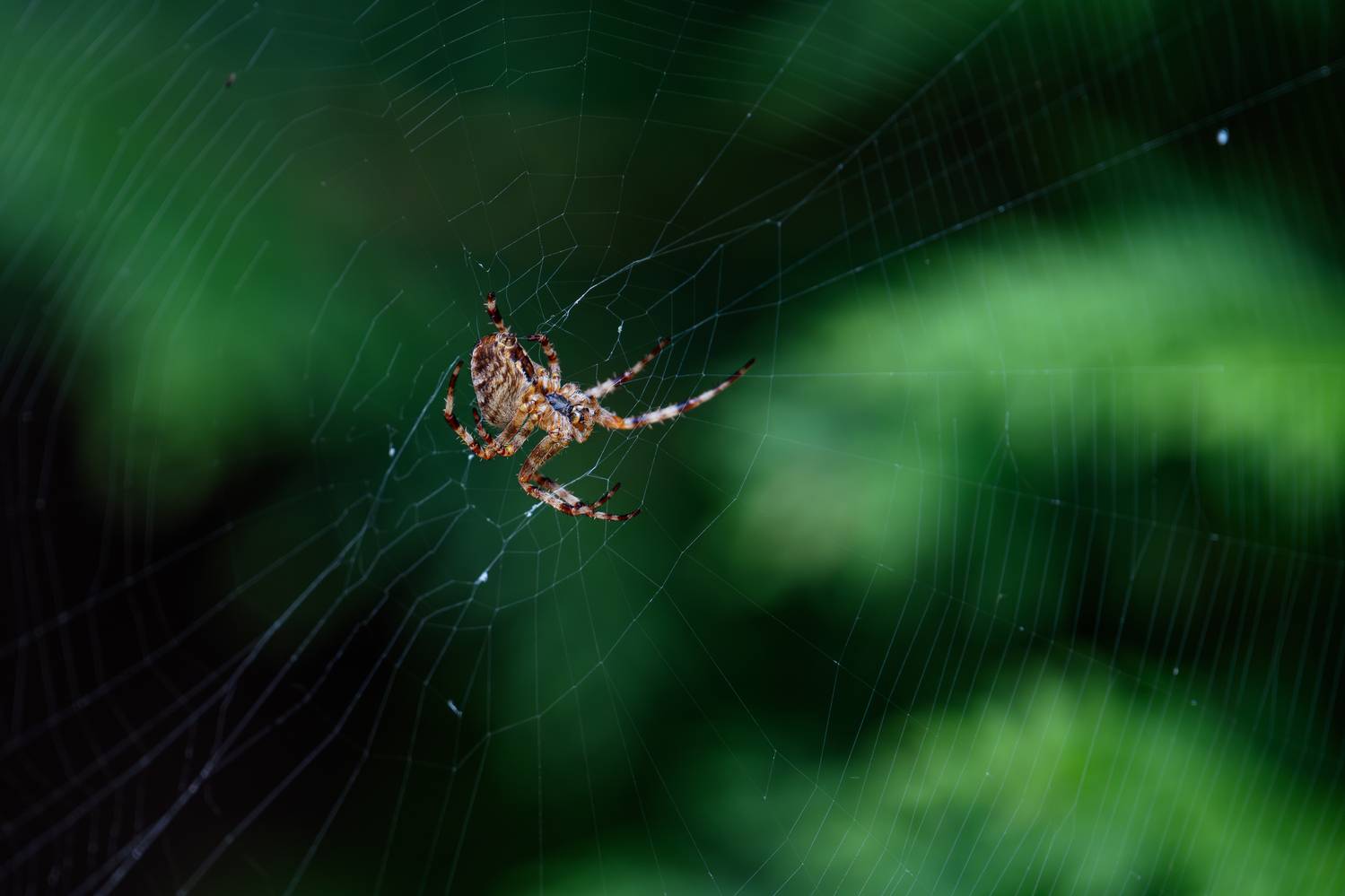 , Курлянцев Алексей