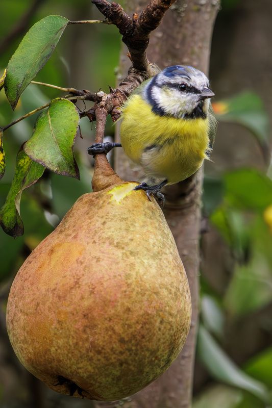Лазоревка фото превью
