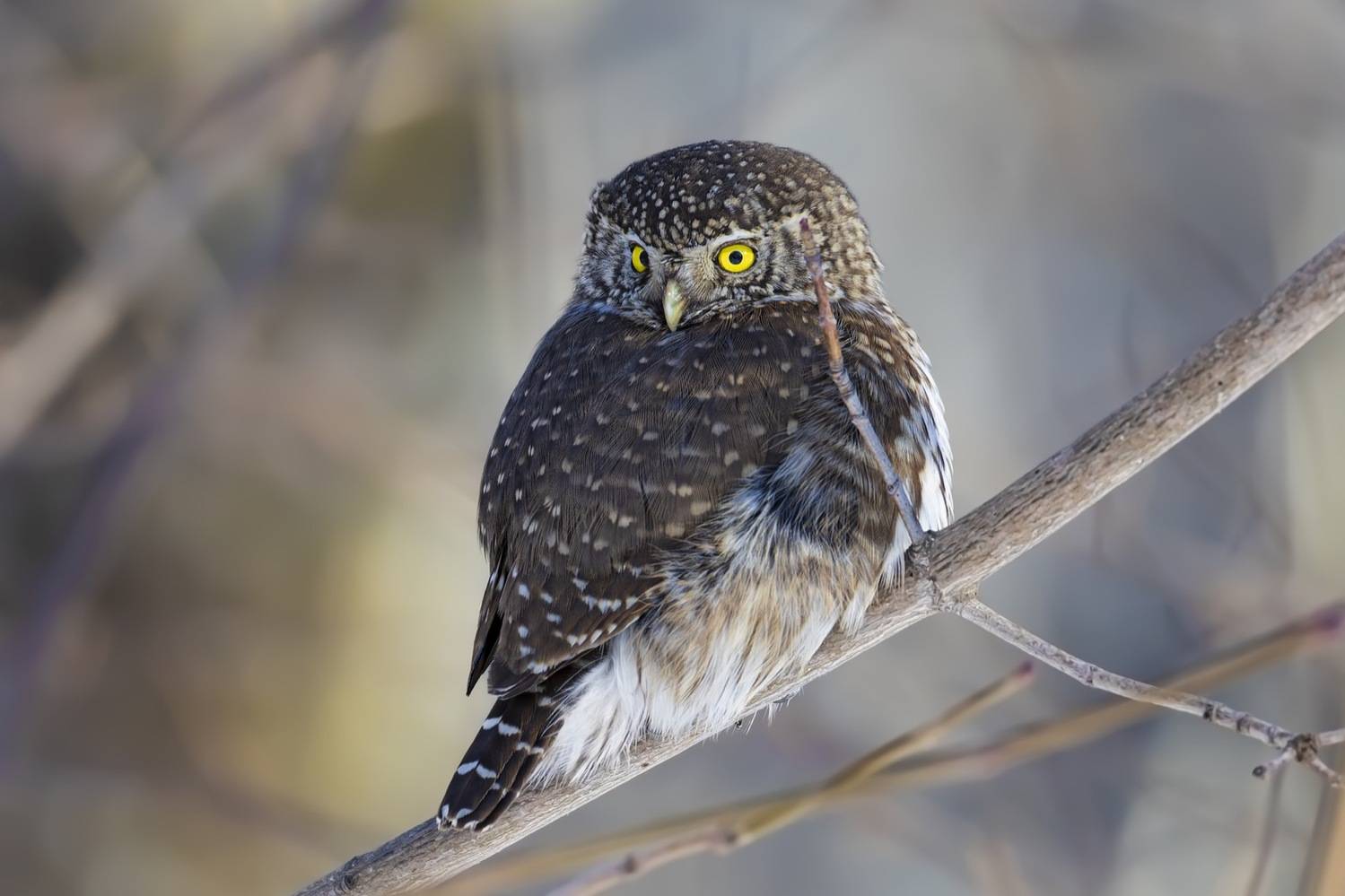 воробьиный сычик, воробьиный сыч, сова, птицы,, Ruslan Pl